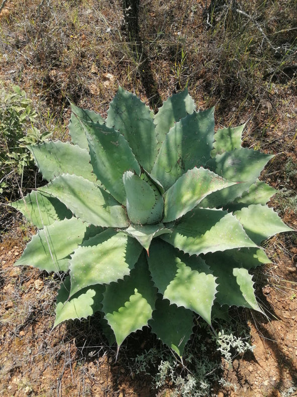 Agave seemanniana