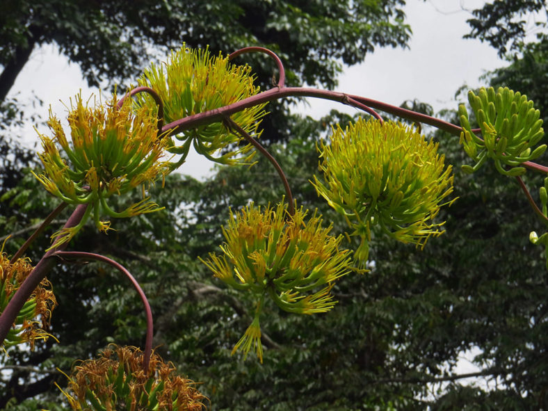 Agave seemanniana