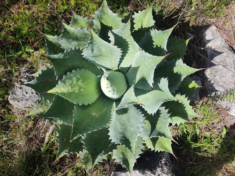 Agave seemanniana