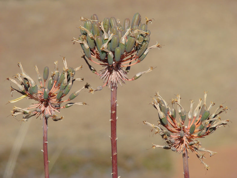 Aloe capitata