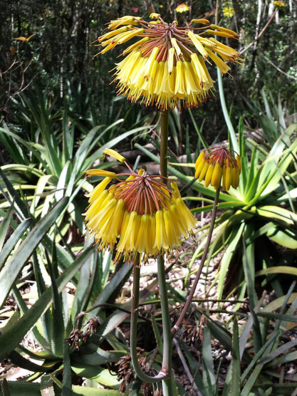 Aloe capitata