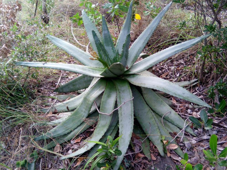 Aloe capitata