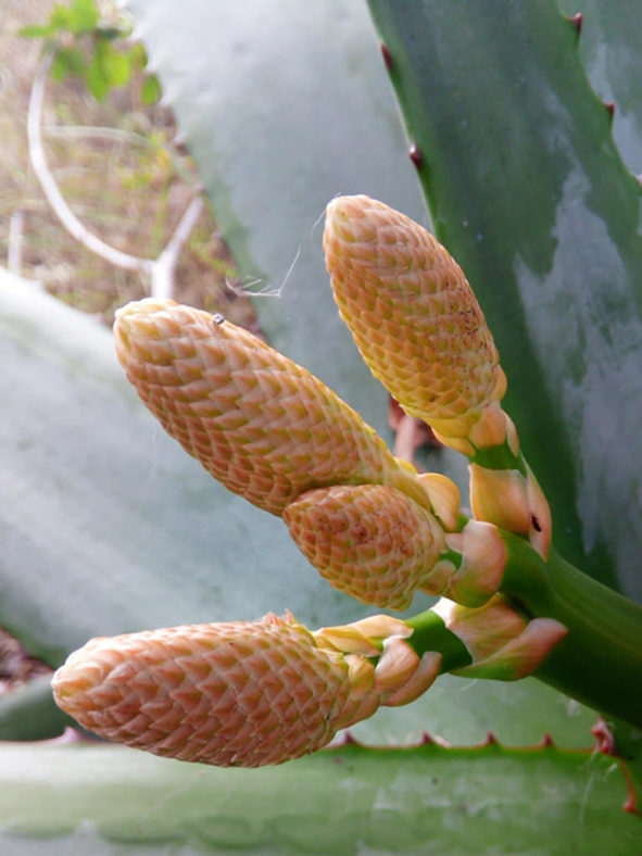 Aloe capitata