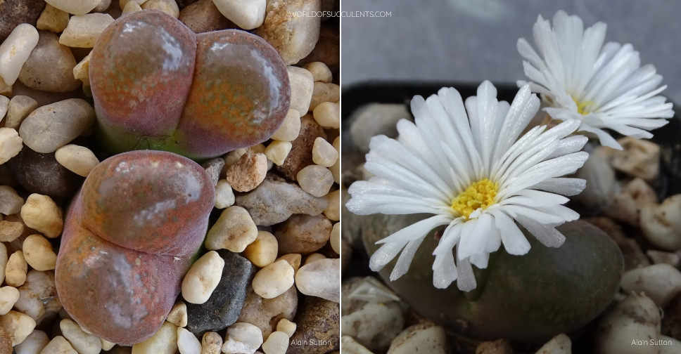 Conophytum friedrichiae - World of Succulents