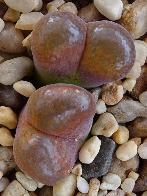 Conophytum friedrichiae (Eye Leaves) aka Ophthalmophyllum friedrichiae