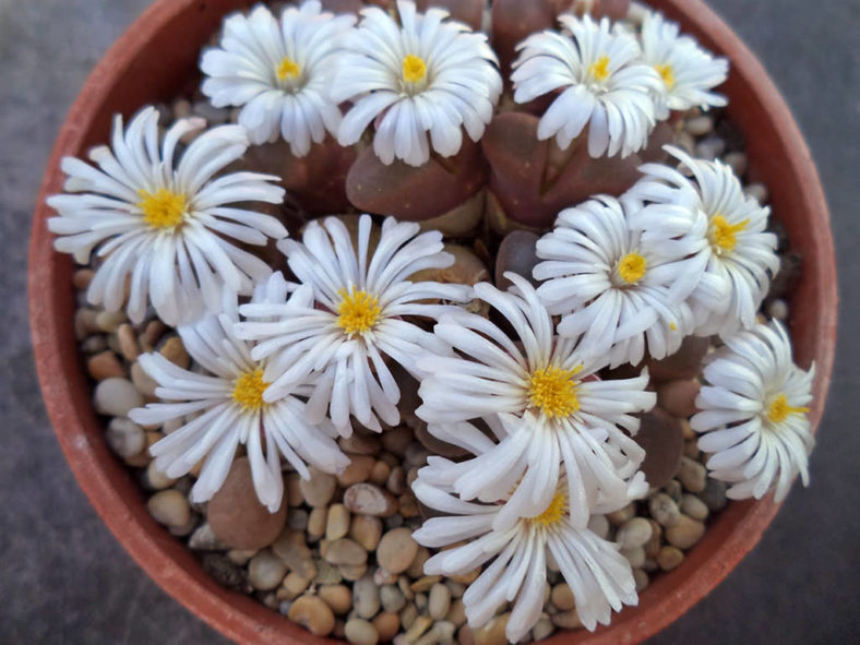 Conophytum friedrichiae (Eye Leaves) aka Ophthalmophyllum friedrichiae