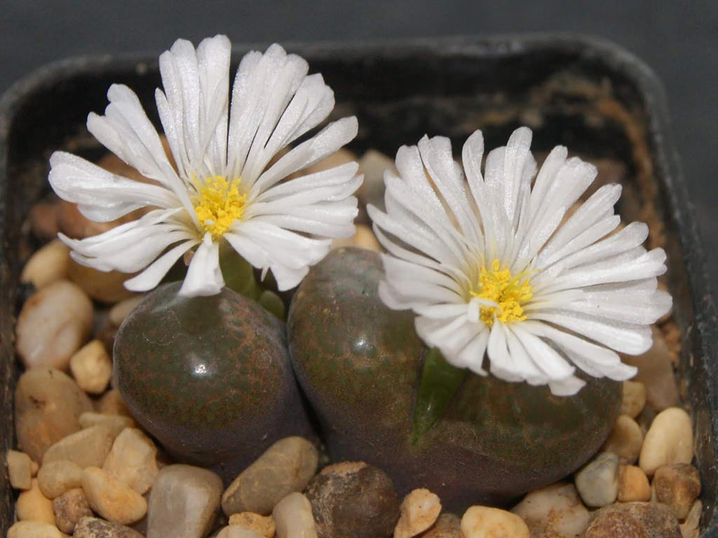 Conophytum friedrichiae (Eye Leaves)