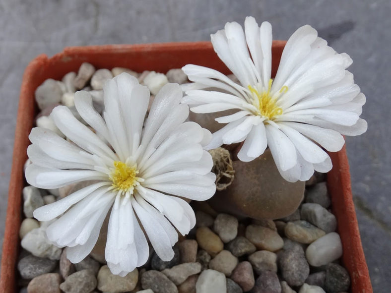 Conophytum friedrichiae (Eye Leaves) aka Ophthalmophyllum friedrichiae