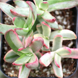 Crassula rubricaulis 'Candy Cane' - World of Succulents