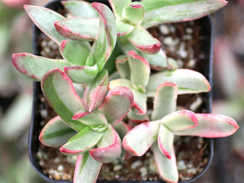 Crassula rubricaulis 'Candy Cane'