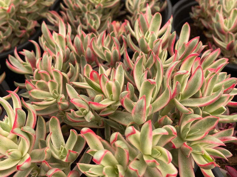 Crassula rubricaulis 'Candy Cane'