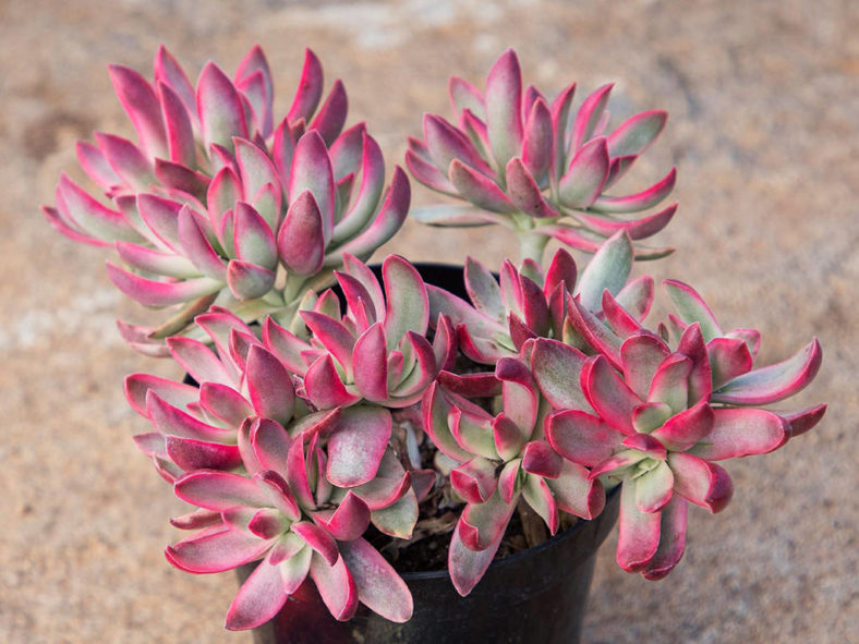 Crassula rubricaulis 'Candy Cane'