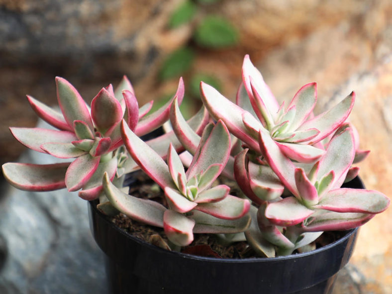 Crassula rubricaulis 'Candy Cane'