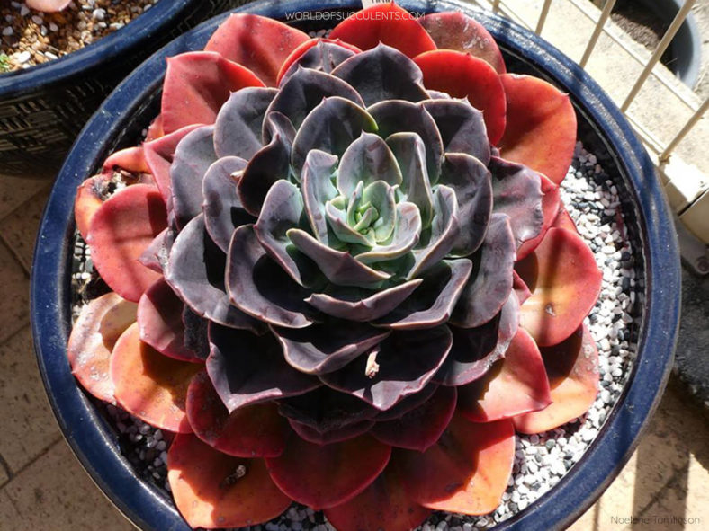 Echeveria 'Blue Metal'