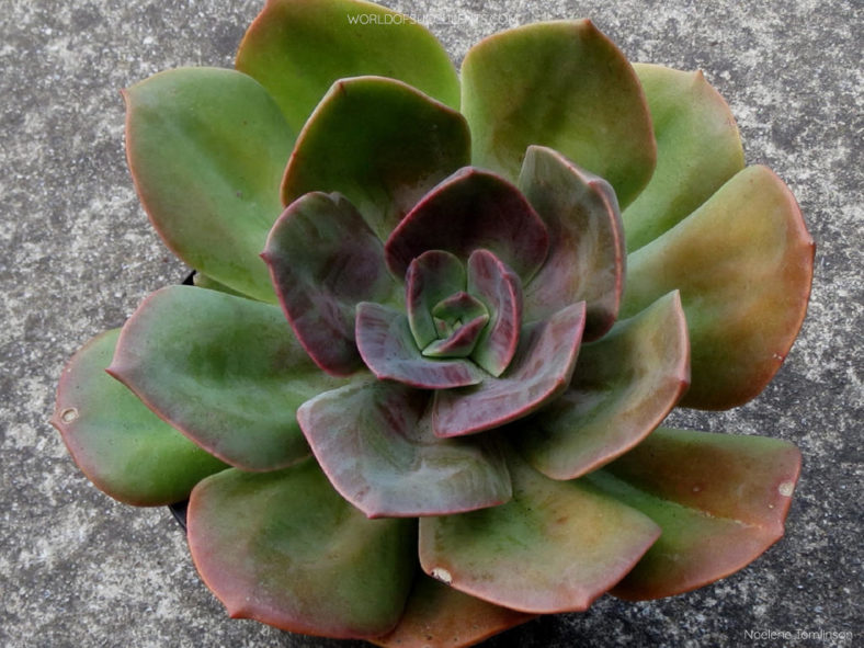 Echeveria 'Blue Metal'