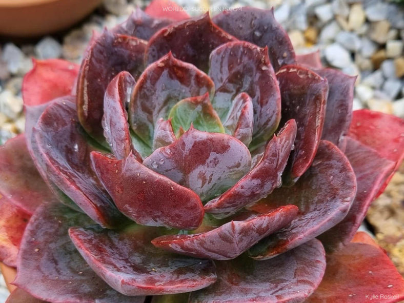 Echeveria 'Blue Metal'