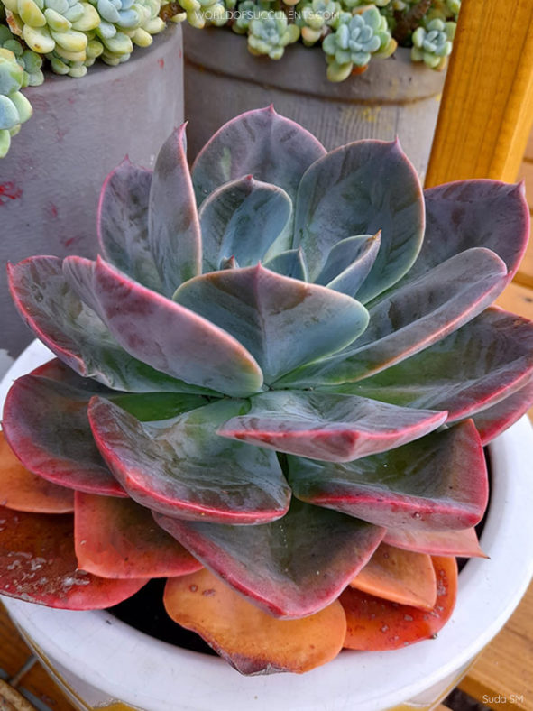 Echeveria 'Blue Metal'