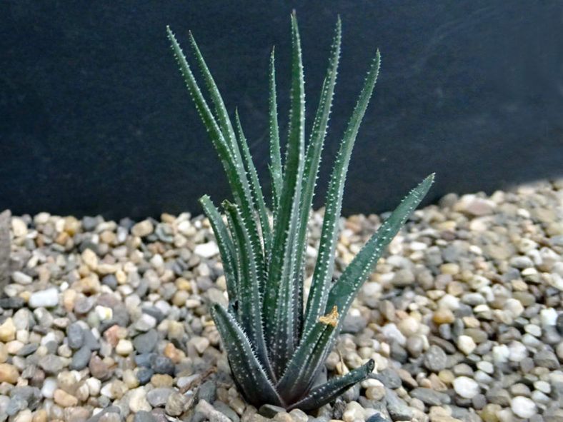 Haworthia wittebergensis