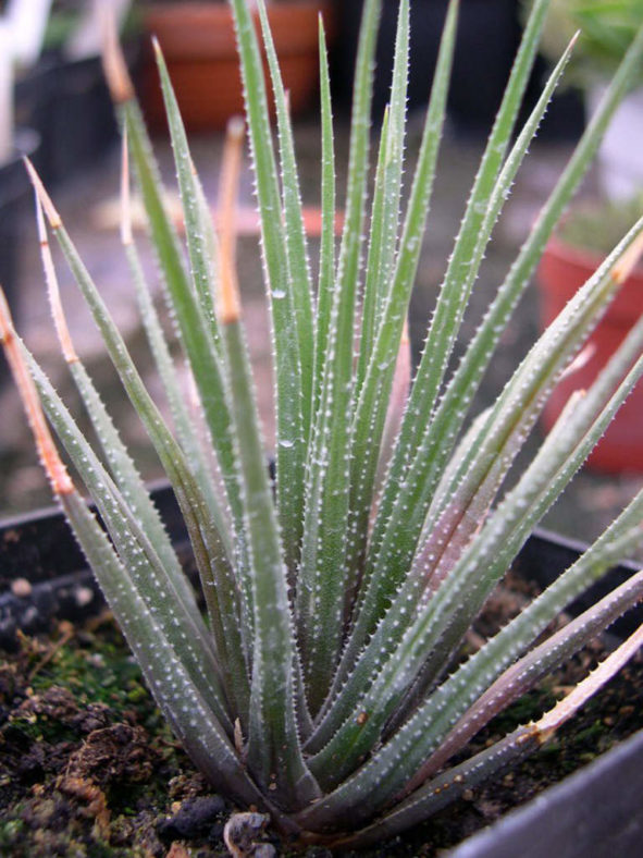 Haworthia wittebergensis