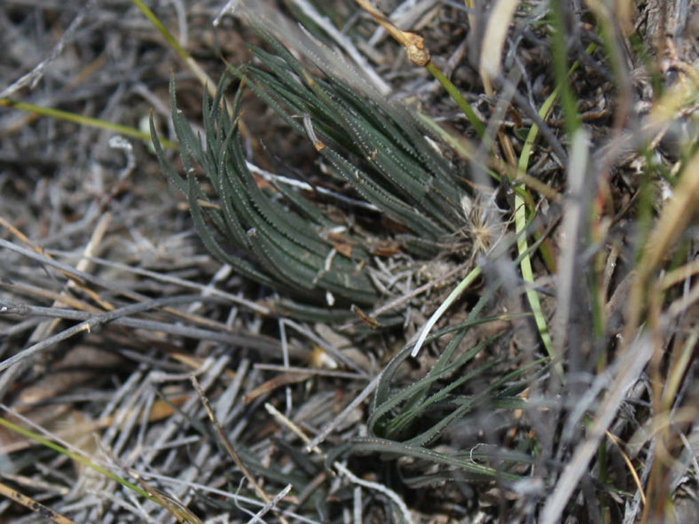 Haworthia wittebergensis