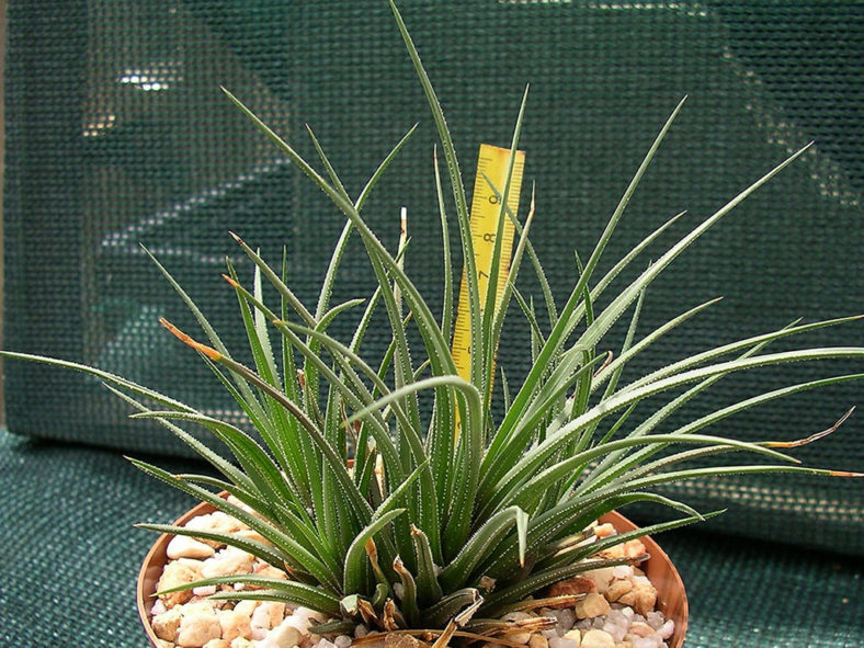 Haworthia wittebergensis