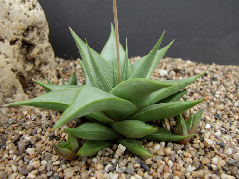 Haworthiopsis limifolia var. glaucophylla aka Haworthia limifolia var. glaucophylla