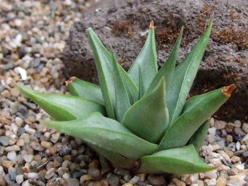 Haworthiopsis limifolia var. glaucophylla aka Haworthia limifolia var. glaucophylla