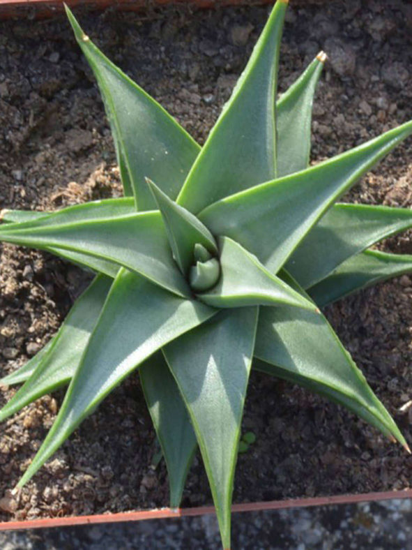 Haworthiopsis limifolia var. glaucophylla aka Haworthia limifolia var. glaucophylla