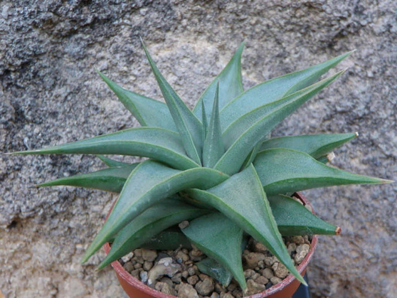 Haworthiopsis limifolia var. glaucophylla aka Haworthia limifolia var. glaucophylla