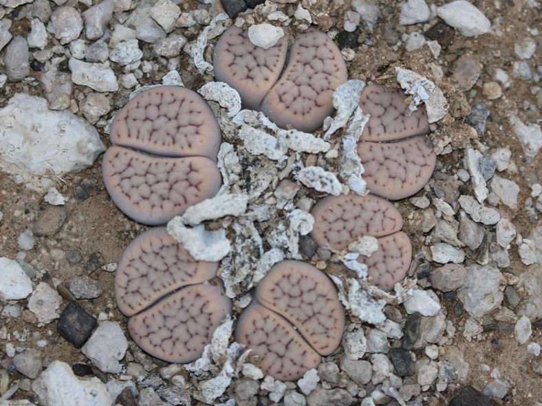 Lithops schwantesii (Living Stones)