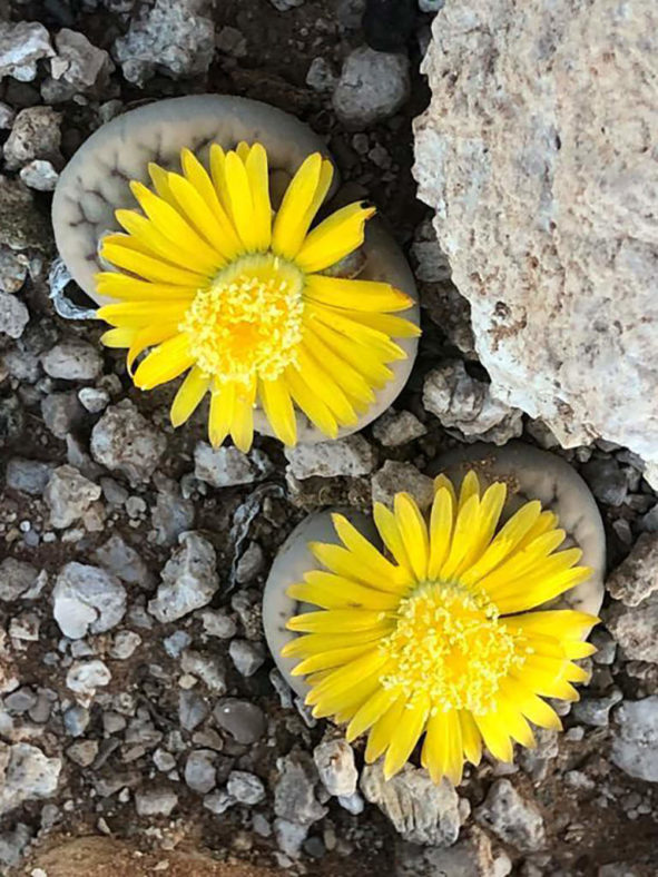 Lithops schwantesii (Living Stones)