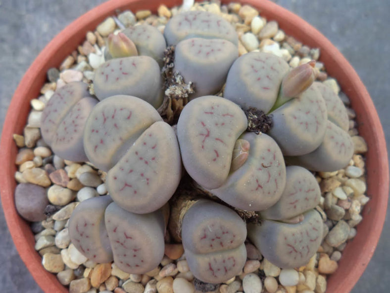 Lithops schwantesii (Living Stones)