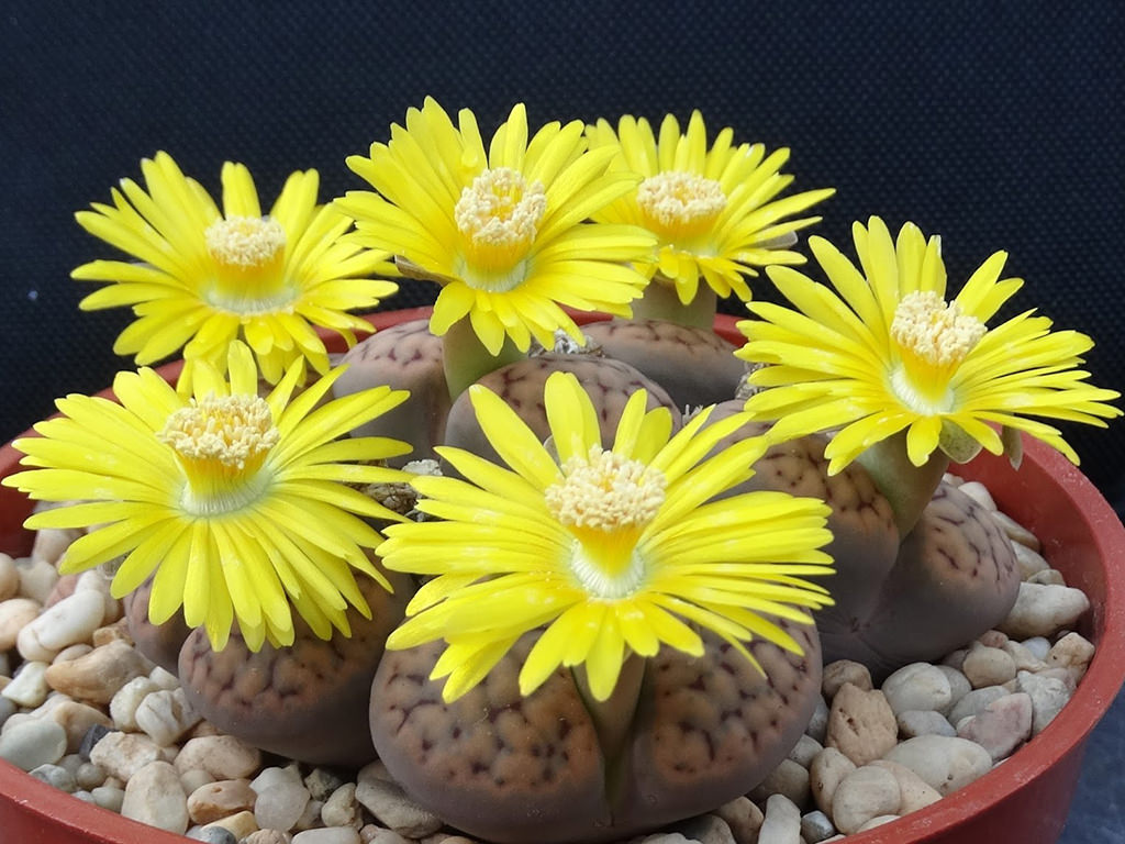 Lithops schwantesii (Living Stones)