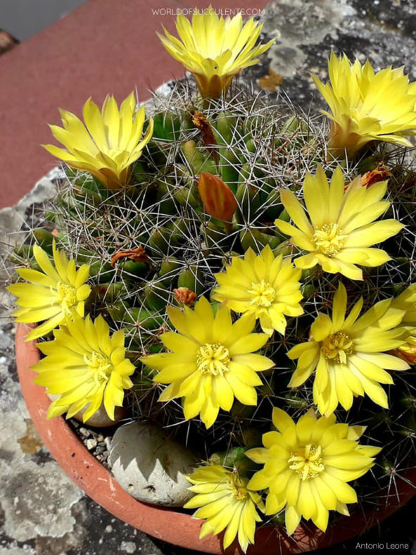 Mammillaria longimamma (Finger Cactus)