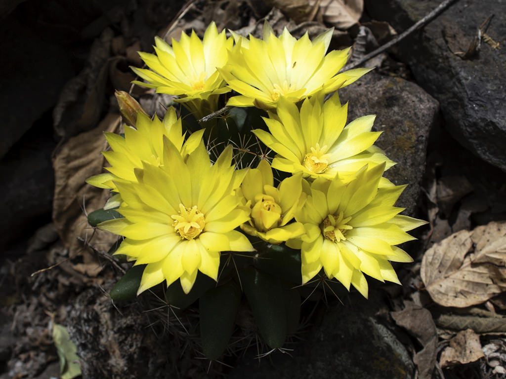 Mammillaria longimamma (Finger Cactus)