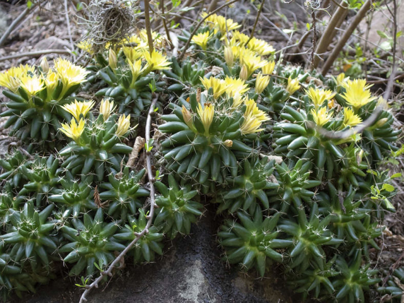 Mammillaria longimamma (Finger Cactus)