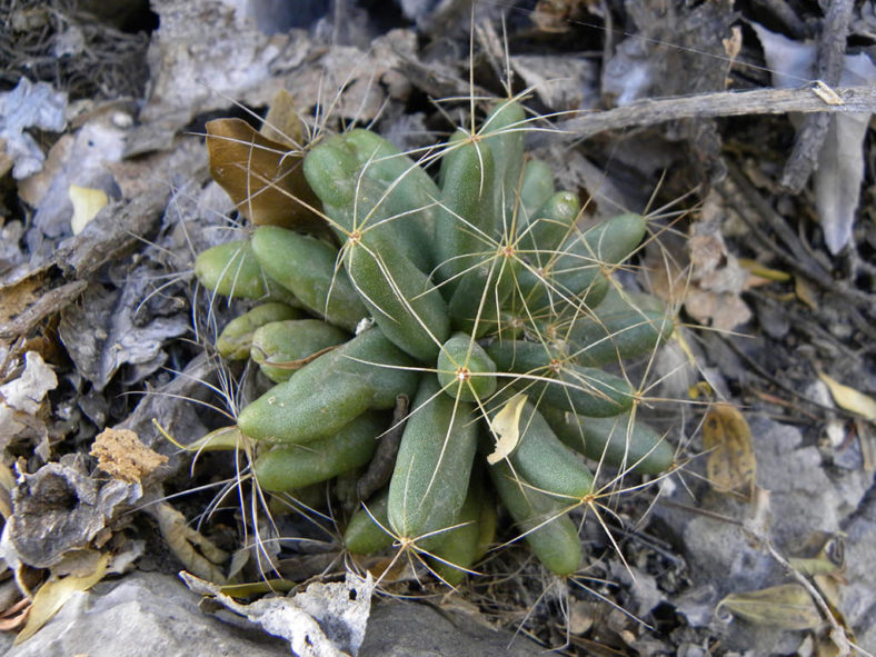 Mammillaria longimamma (Finger Cactus)