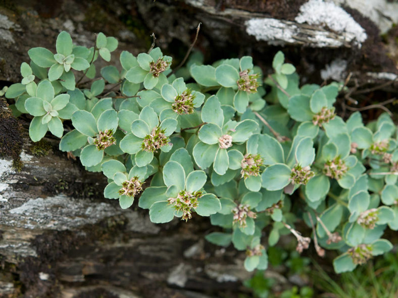 Phedimus subcapitatus aka Hylotelephium subcapitatum or Sedum subcapitatum