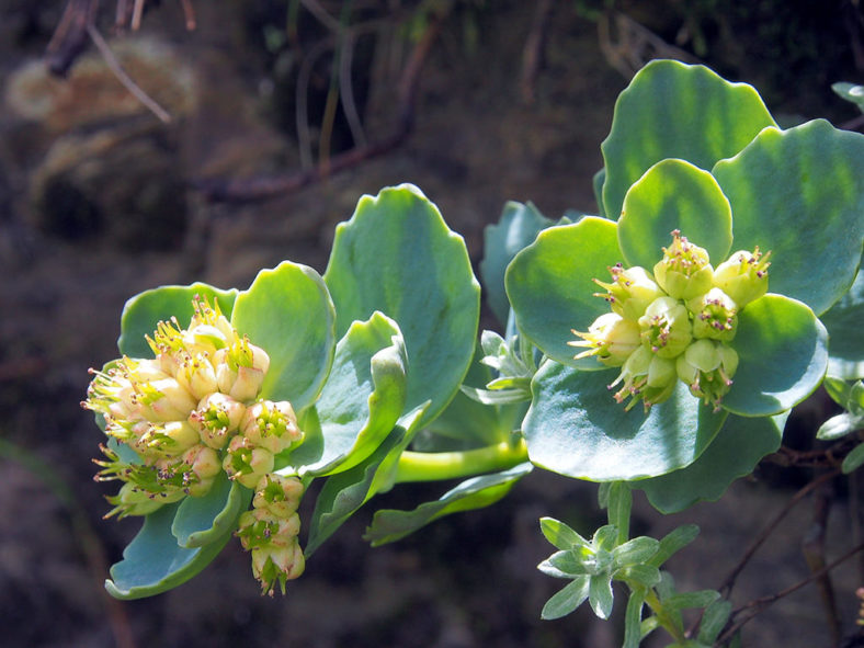 Phedimus subcapitatus aka Hylotelephium subcapitatum or Sedum subcapitatum