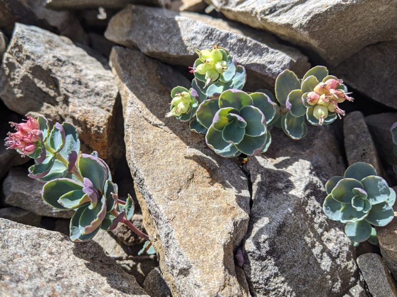 Phedimus subcapitatus aka Hylotelephium subcapitatum or Sedum subcapitatum