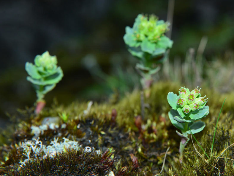 Phedimus subcapitatus aka Hylotelephium subcapitatum or Sedum subcapitatum