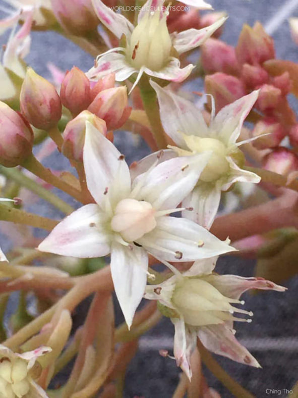 Sedum 'Pat's Pink' aka ×Graptosedum 'Paddy Peate' or ×Sedeveria 'Pat's Pink'