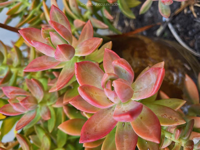 Sedum 'Pat's Pink' aka ×Graptosedum 'Paddy Peate' or ×Sedeveria 'Pat's Pink'