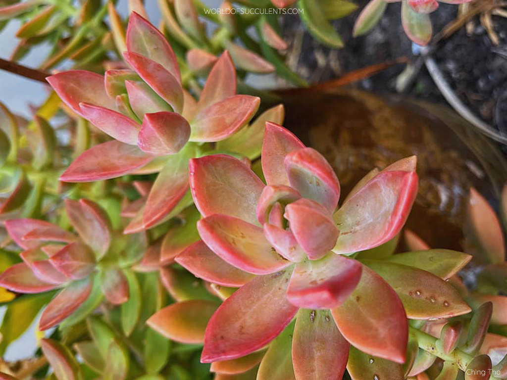 Sedum 'Pat's Pink' aka ×Graptosedum 'Paddy Peate' or ×Sedeveria 'Pat's Pink'