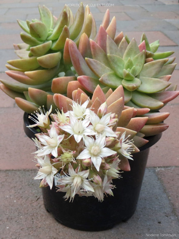 Sedum 'Pat's Pink' aka ×Graptosedum 'Paddy Peate' or ×Sedeveria 'Pat's Pink'