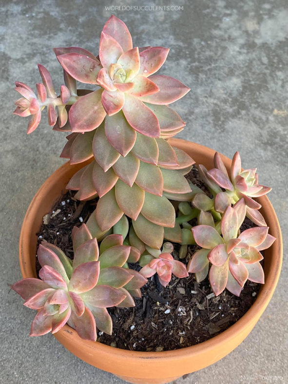 Sedum 'Pat's Pink' aka ×Graptosedum 'Paddy Peate' or ×Sedeveria 'Pat's Pink'