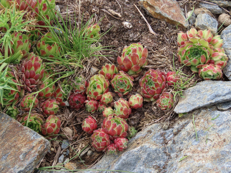 Sempervivum minutum aka Sempervivum nevadense