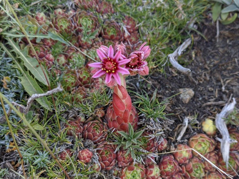 Sempervivum minutum aka Sempervivum nevadense