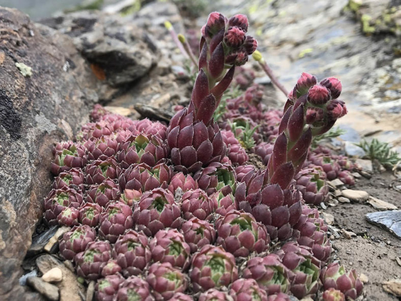 Sempervivum minutum aka Sempervivum nevadense