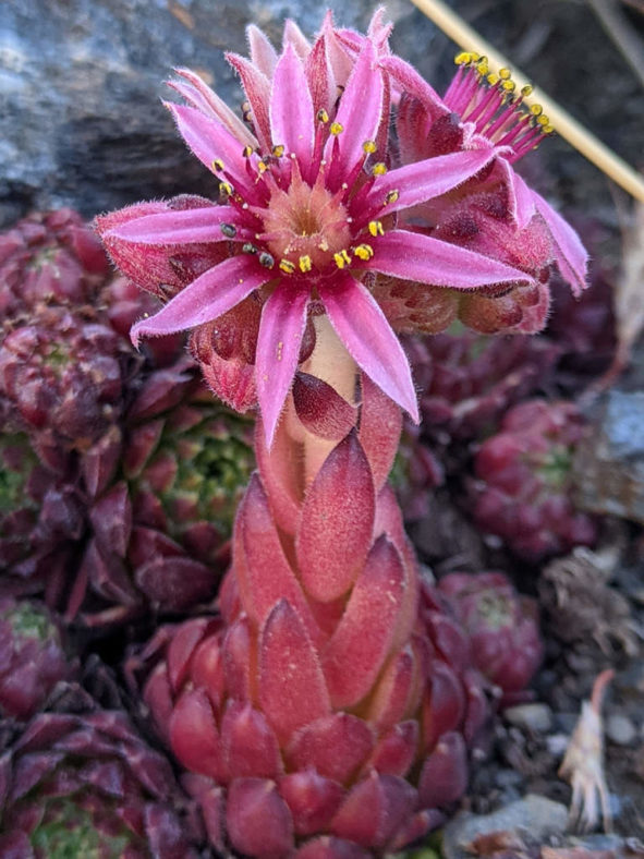 Sempervivum minutum aka Sempervivum nevadense